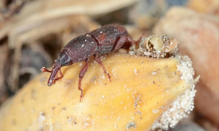 flour-mites-in-bedroom