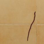 how to get rid of black worms in bathroom