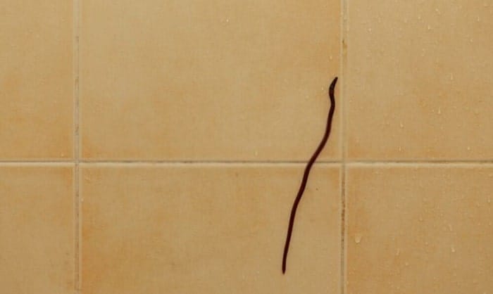 how to get rid of black worms in bathroom