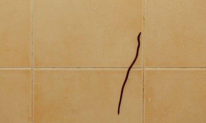 How to Get Rid of Black Worms in Bathroom - 4 Effective Ways