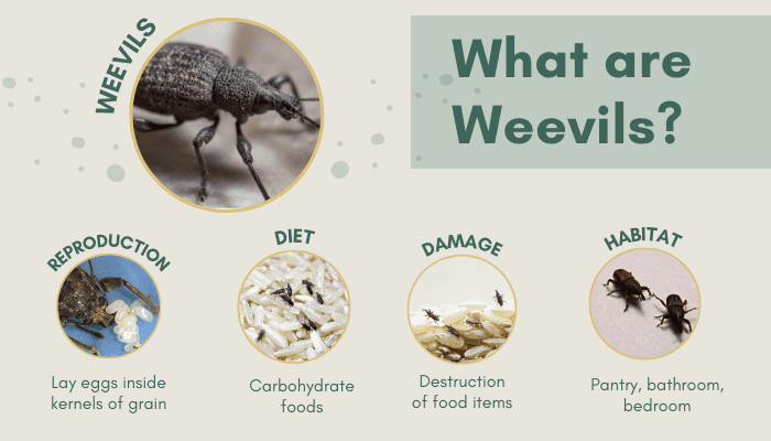weevil-infestation-in-house-definition