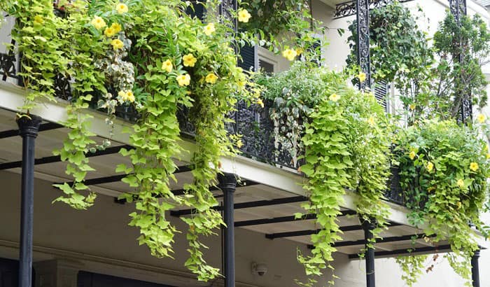 Cover-Wrought-Iron-Railings-use-plants